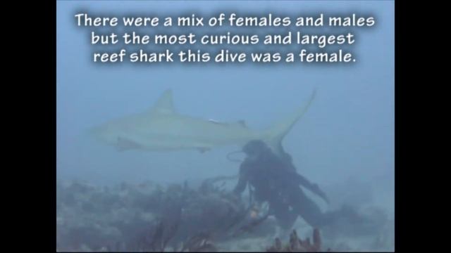Diving with Nurse Sharks - Shark Savers