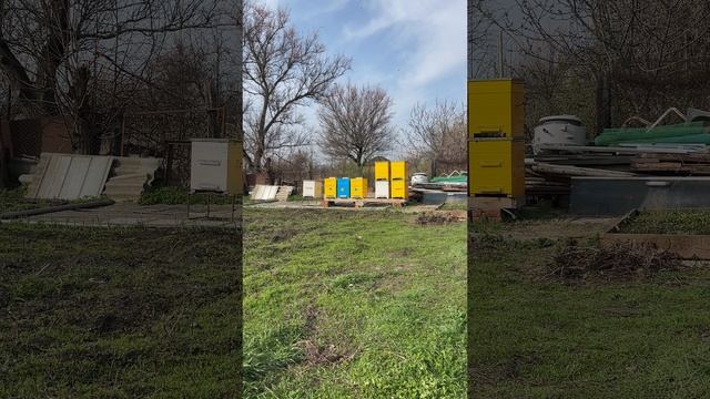 Алыча. Карника. Пчеловодство на Кубани. 28.03.2025 #пасека #bee #карника #пчеловодство