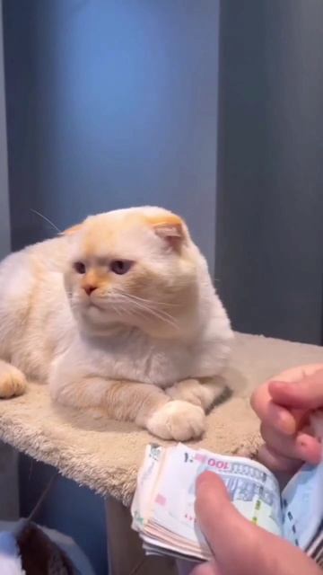 scene_output.mp4