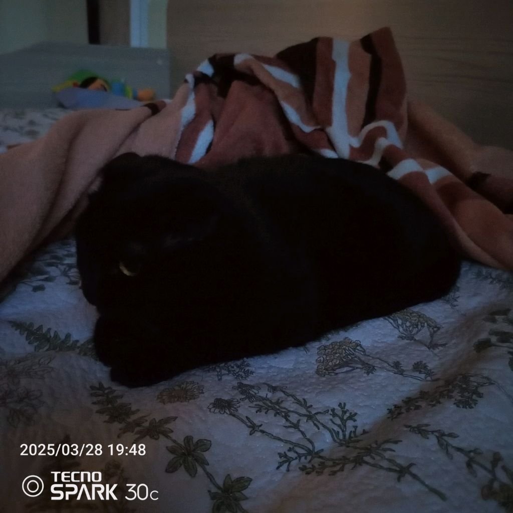 спим 🛌