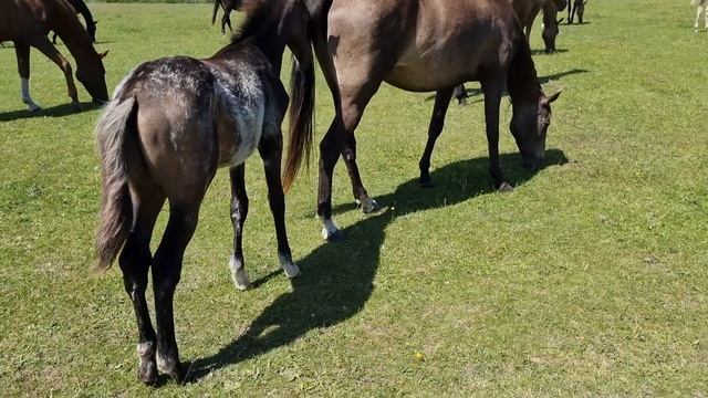 Продажа Ахалтекинских лошадей.Sale of Akhal-Teke horses.https://akhaltekellc.com
