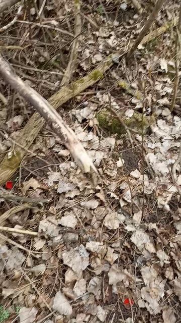 ❗Сбор саркосцифы - 28.03.2025 г. Курская область❗ #shorts #short #funny #nature #грибы #сборгрибов