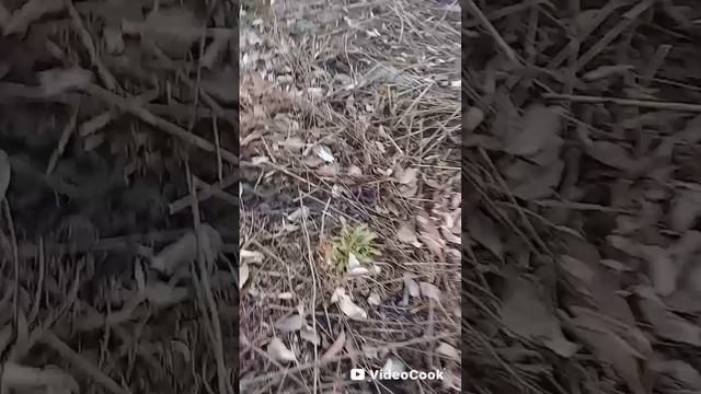 Обрезка алычи, груши