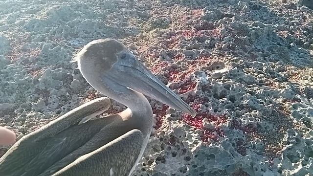 Пеликаны на острове Куба .