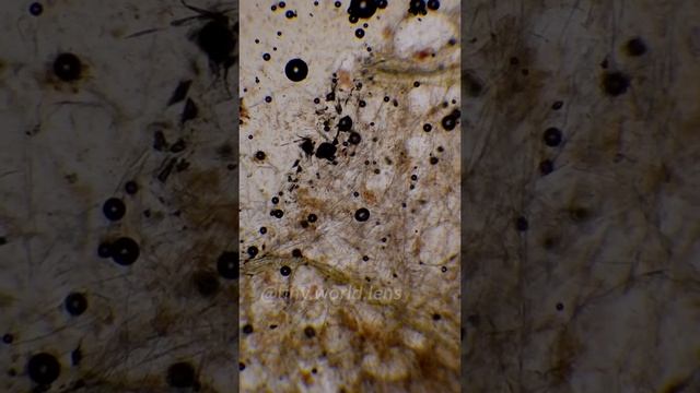 #подмикроскопом #интересно #микроскоп #наука #микромир