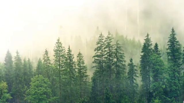 Лес+Дождь