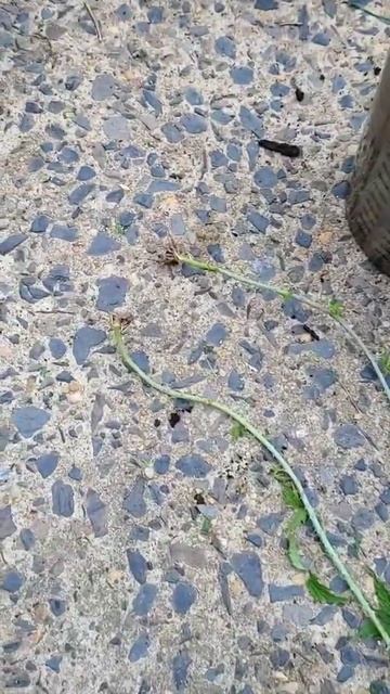 My Raspberry Plant Tip Layered #shorts