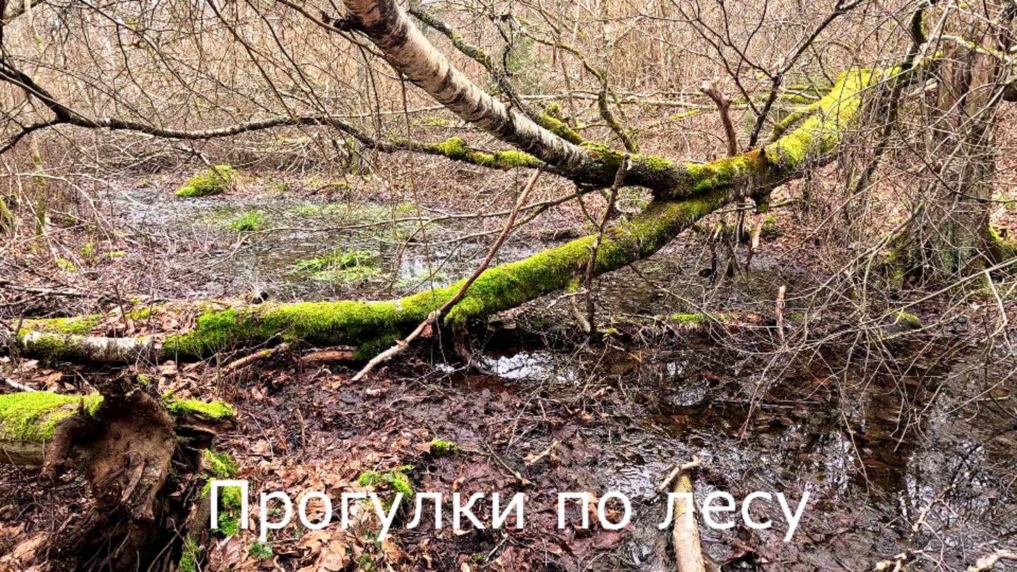 Прогулки по лесу. Пока еще лес спит, уточнил место для фотоловушки.