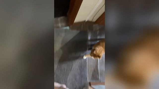 КОТ ВЫПОЛНЯЕТ КОМАНДЫ КАК СОБАКА