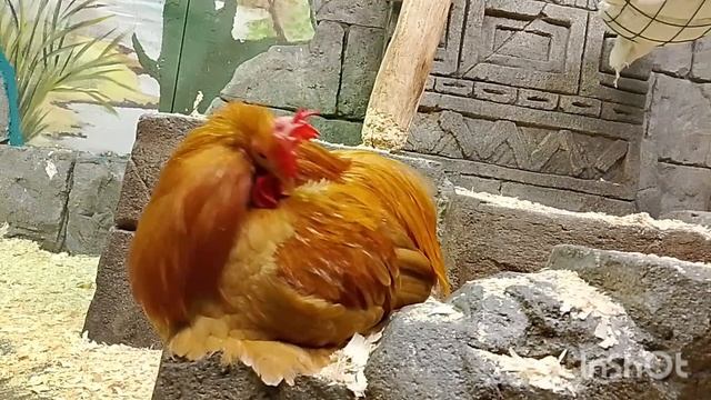 Экзопарк с улитяшками