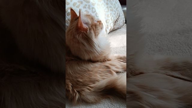 Соня слушает птичек 🐦⬛