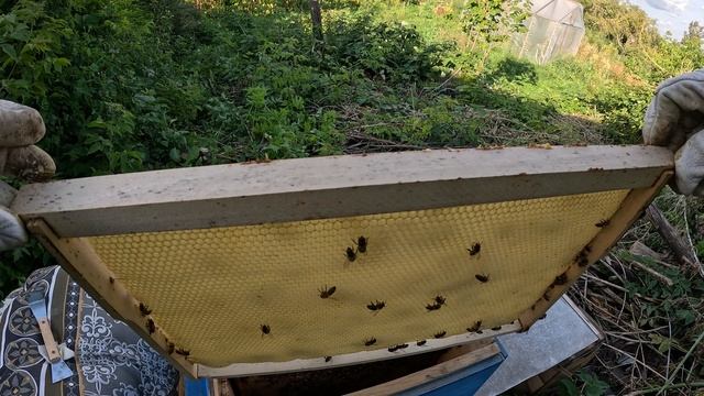 2024-08-16 Пчёлы. Карника. Месяц после приобретения пчелопакета.