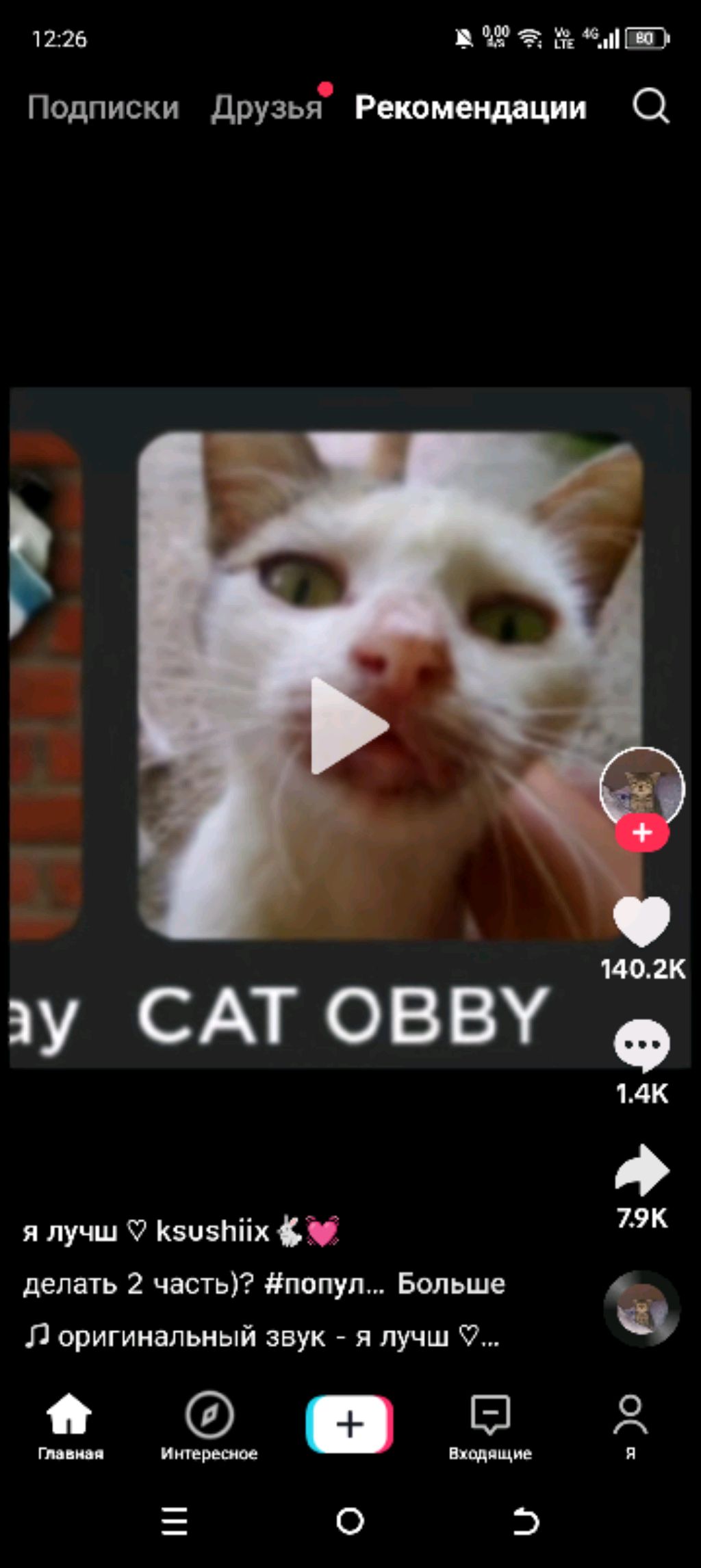 котики