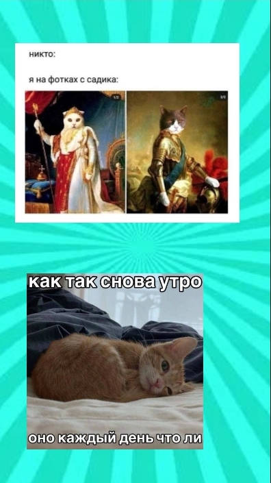 мемы с кошками