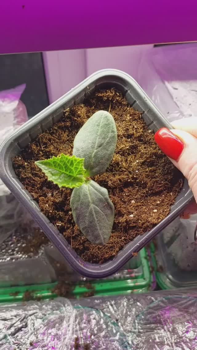 Сеем огурцы для раннего урожая 🌱