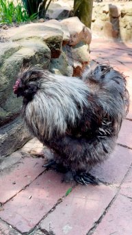 Старый петух клюет носом #ЮАР