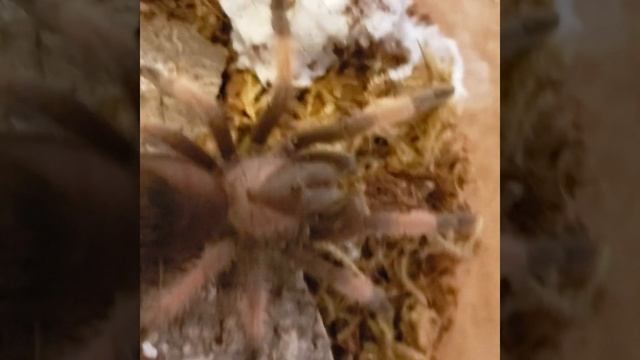 Tarantula