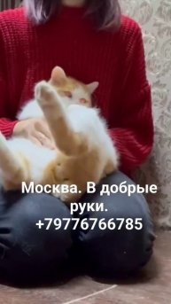 #вдобрыерукимосква #ищутдом #москвасейчас