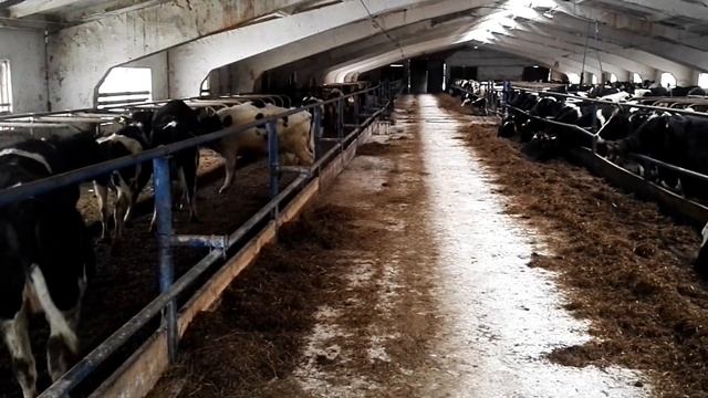 Выгрузка будущих коров в соседнем колхозе