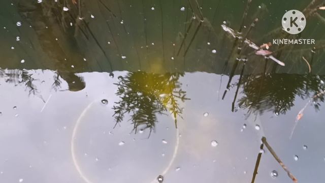 Кормим малька радужной форели в домашнем пруду