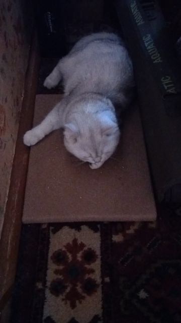 Реакция на кошачью мяту