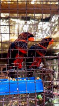 Two parrots are having lunch 🦜 Два попугая обедают