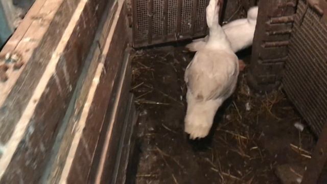 Зважування молодих качок у віці 5,5 місяця, селезні прибавили у вазі