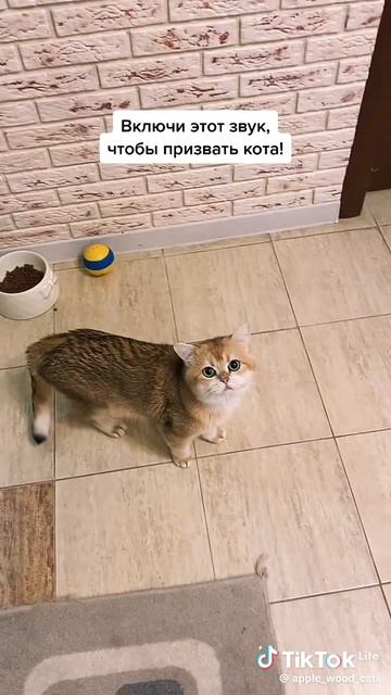 аргокова Лиза