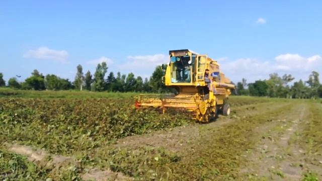 New Holland Harvester 8050 is Harvesting Mung beans || Agriculture || Farmers