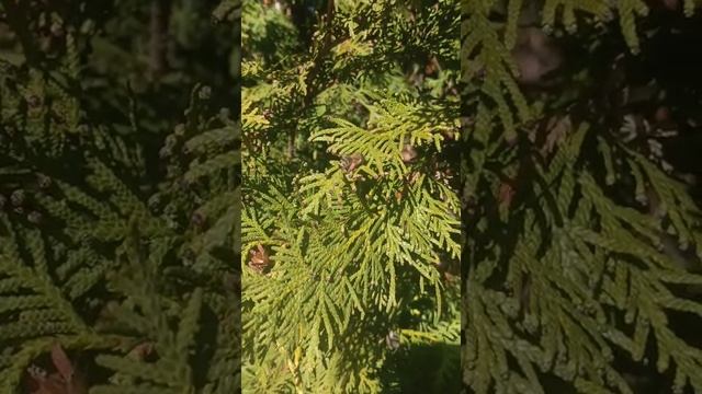 доброе пчелиное утречко
