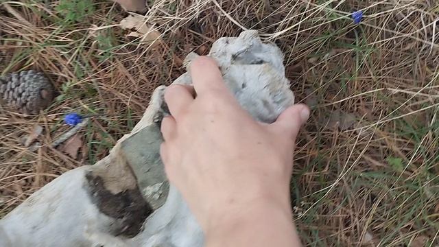 Коряга с вросшимся камнем