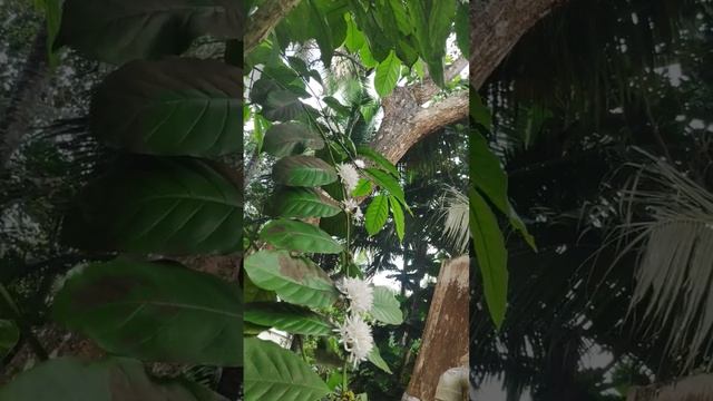 Coffee Plant #shortvideo #shorts #shortsfeed #shortsvideo #nature #coffee #coffeelover