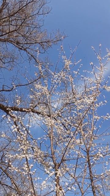 29.03.2025 #сегоднятак #сегодня #природа #nature #oggicosì #бүгін #oggi #hoy #今日 #today #오늘 #자연 #自然