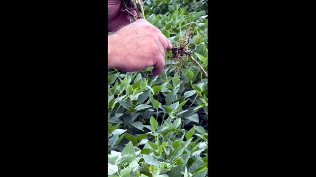 Прямой посев  NO -TILL в Аргентине на тяжелых почвах с высоким содержанием глины (чернозем)
