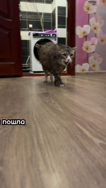 Моя галерея как фразы из чебурашки #смешныекоты #котикивидео