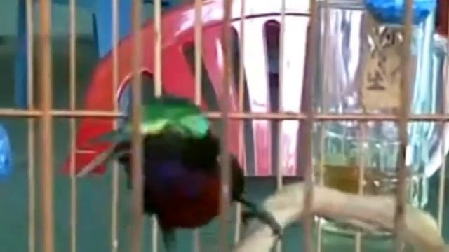 BURUNG KOLIBRI GACOR JUARA INTERNASIONAL   KOLIBRI NINJA HD