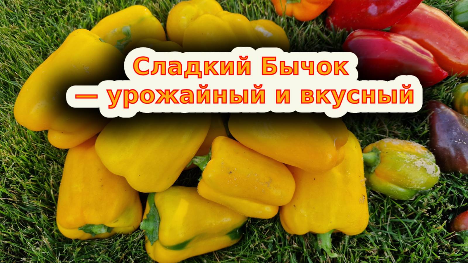 Сладкий бычок» — идеальный перец для вашего огорода