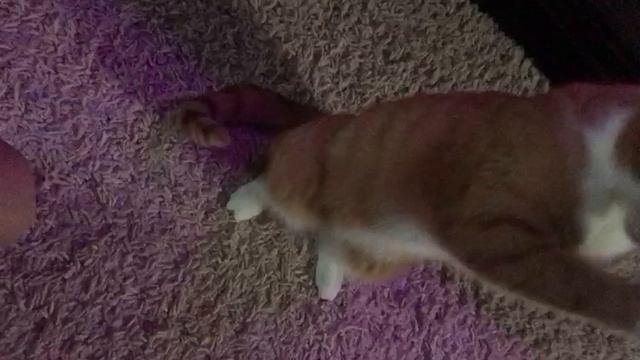 ИГРАЕМ С КОТОМ, КОТ ХРЮКАЕТ