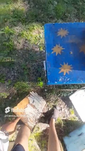 Малышам некуда складывать мёд. #bee #carnika #пчелы#пасека