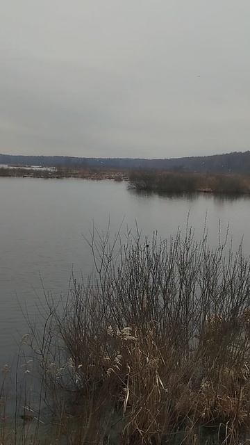 Колония озёрных чаек в "Лосином острове"