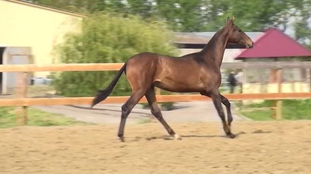 AKHAL-TEKE colt BEKTUGAN-SHAKH. 1 y.o.