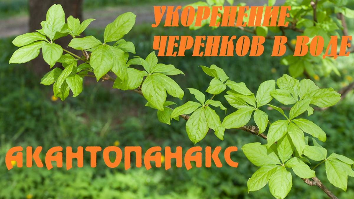 Укоренение черенков акантопанакса в воде