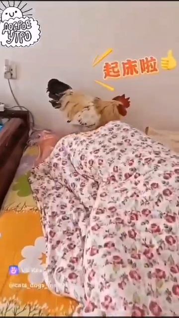 Доброе утро! пора вставать!