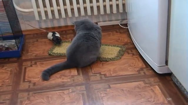 Котёнок против крысы "Битва титанов"