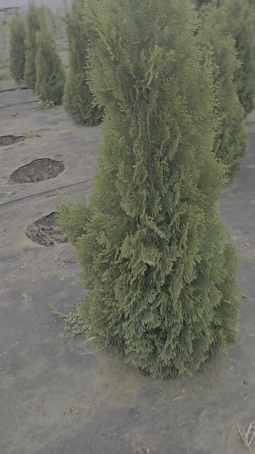 туи