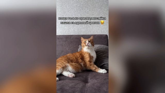 КОТ СЪЕЛ ЦВЕТОК 😡 
#кот #домашниеживотные #питомцы #котик #смешныеживотные #приколы