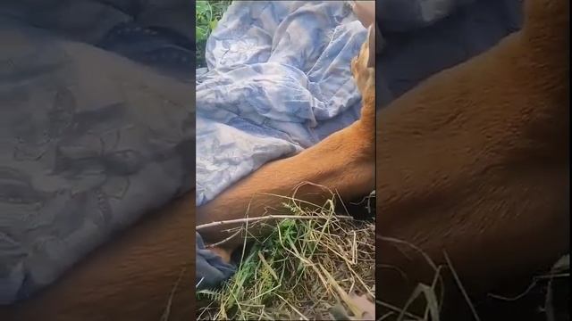 Пожарные Амурского центра ГЗ и ПБ помогли косуле
