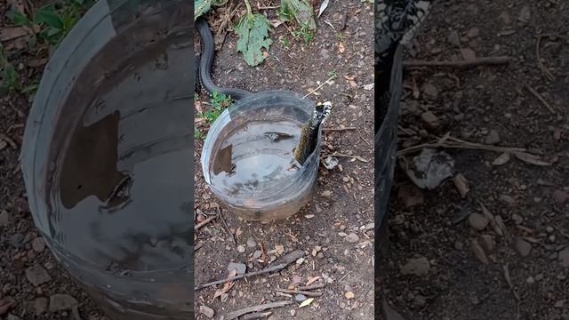 Уж украл рыбку