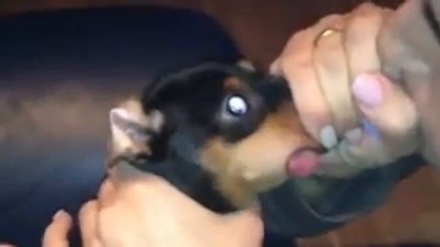 МОЯ ХОЗЯЙКА ДУРА СМЕШНО УЛЕТНОЕ ВИДЕО СМЕХ РЖАЧ ВИДЕО РОЛИК 6SEC Кино Just Video 1