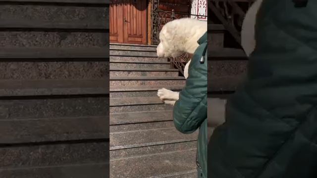 Полуторамесячный алабайчик. Тестирование на уверенность поведения. #щенкисао #питомникалабаев